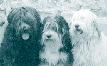 Falcor, H'Alpha et Griotte